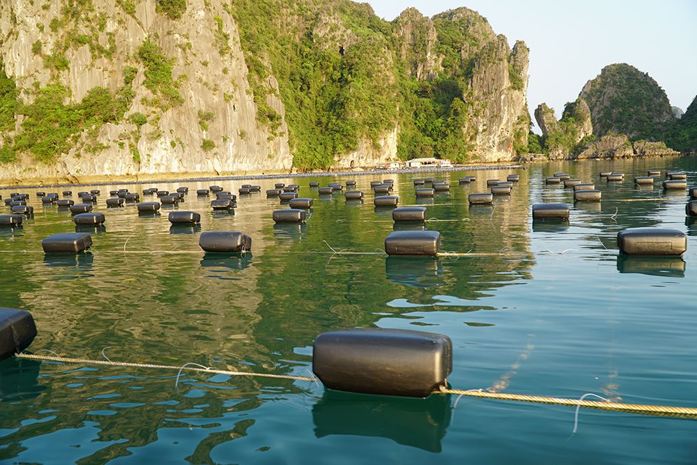 giàn nuôi hàu HDPE 